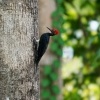 Datel indomalajsky - Dryocopus javensis - White-bellied Woodpecker o0544